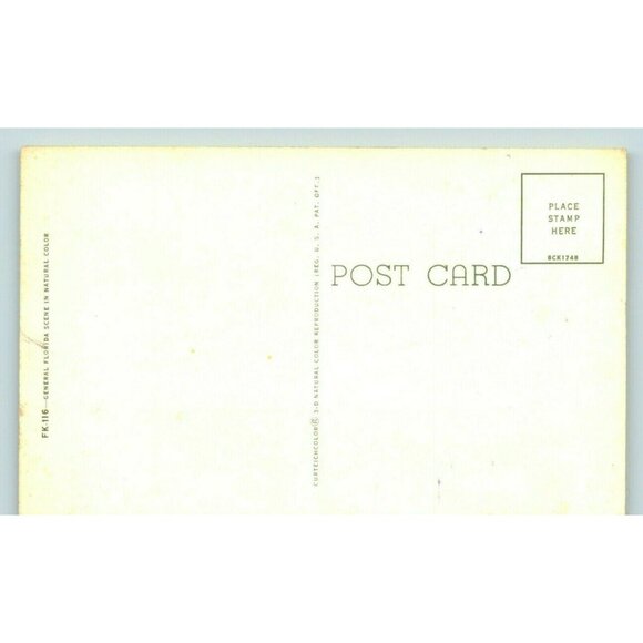 Legend of the Spanish Moss In Florida Postcard adverting vintage - Picture 2 of 2